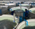 Can Nanobubbles Change How Geosmin Is Managed in RAS?