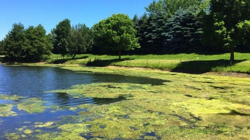 Increase algae in summer reduces water quality and has environmental impacts