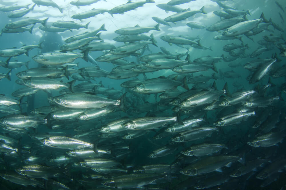 peces-bajo-el-agua