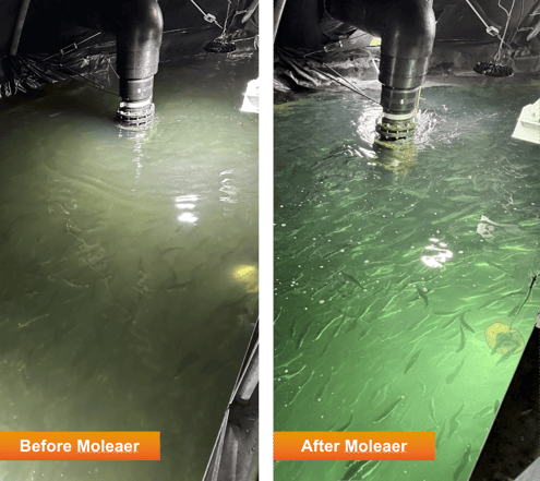 Moleaer nanobubble technology in commercial Atlantic salmon RAS