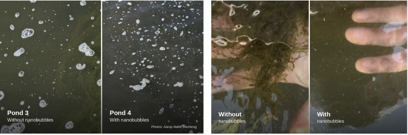 Pond 3 (without nanobubble treatment) and Pond 4 (with nanobubble treatment), photographed during the same operating period. Photos: Aarup Mølle Fish Farm.