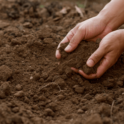 Soil Health