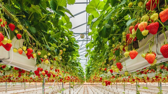 Strawberry Greenhouse Background 