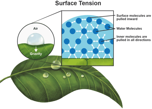 surface tension of water molecules