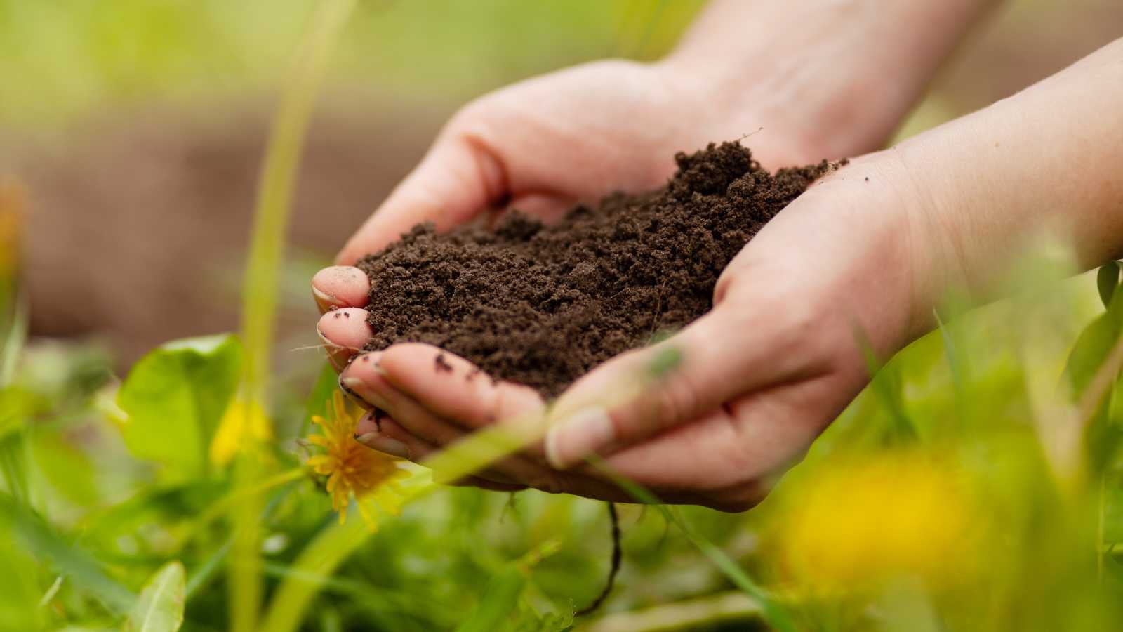 Soil health is key to sustainable crop production