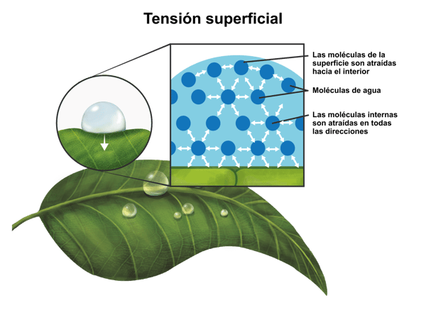 Tesion Superficial