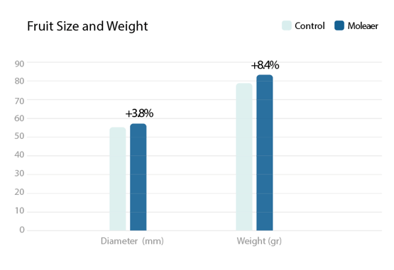 Tomatoes Biosabor Fruit Weight Graph