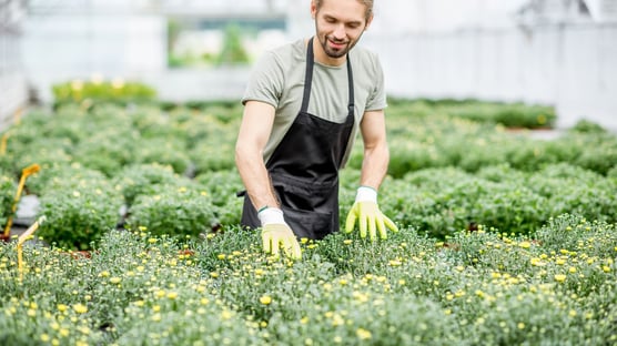 Ornamental crop growers benefit from nanobubbles