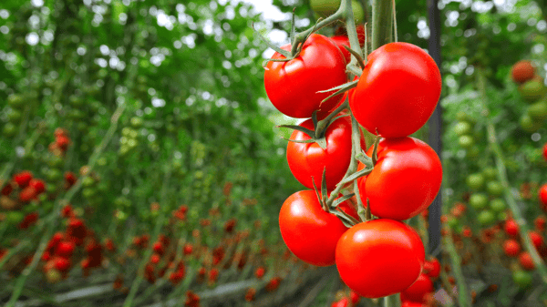 Nanobubbles improve tomato crops proven in research