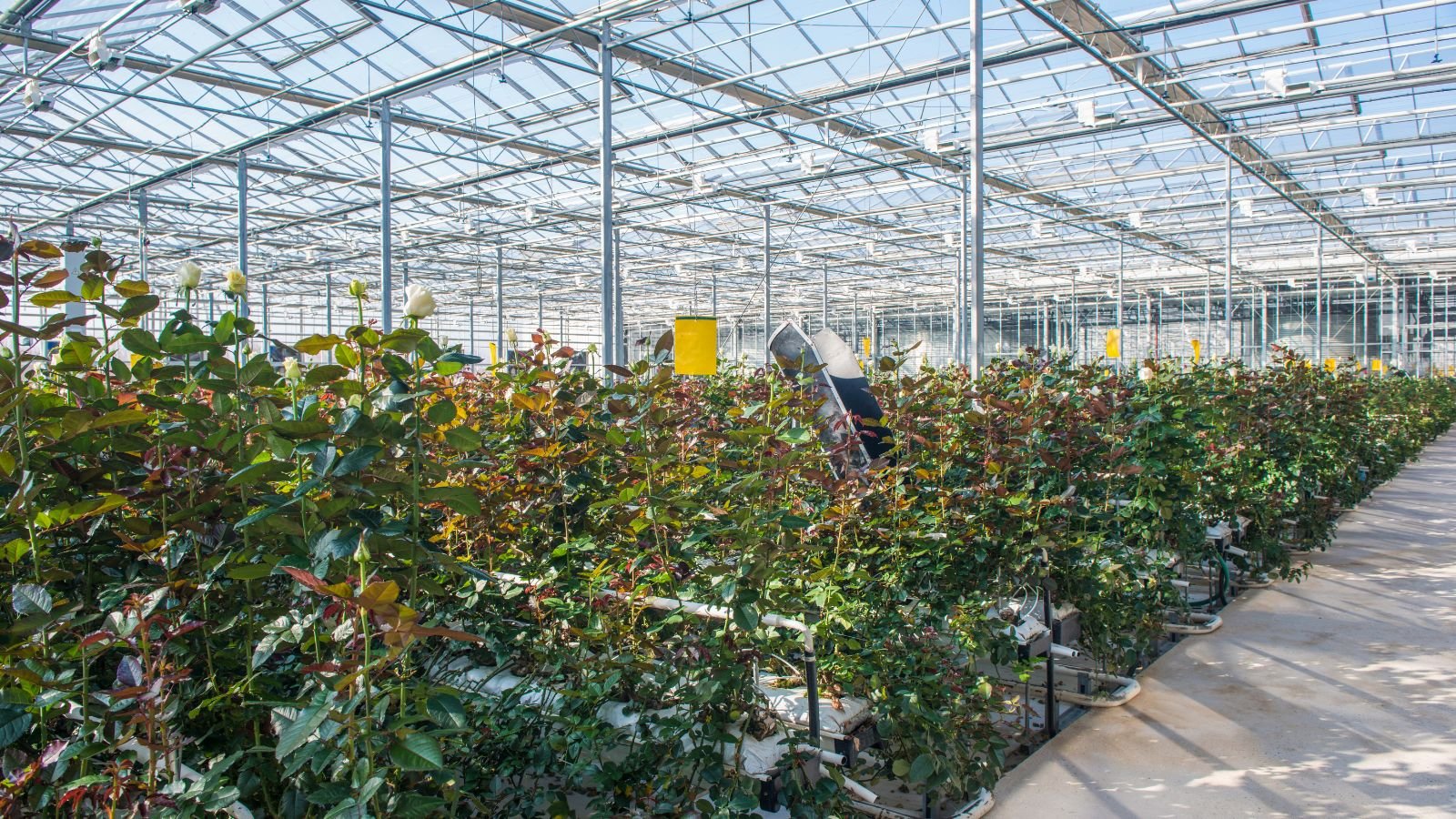 Roses in greenhouse