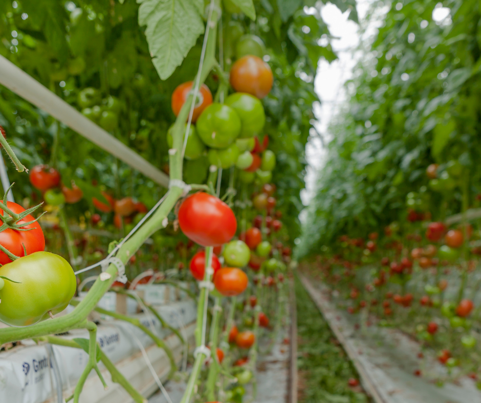 Tomatoes Greenhouse