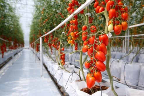 Tomatoes in a commercial greenhouse-1
