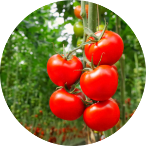 new greenhouse technology for improving tomato growing conditions