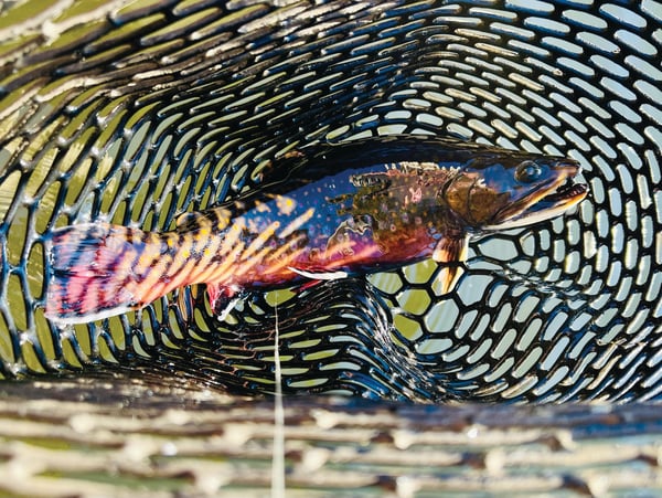 Trout Health Improved at Wisconsin Pond