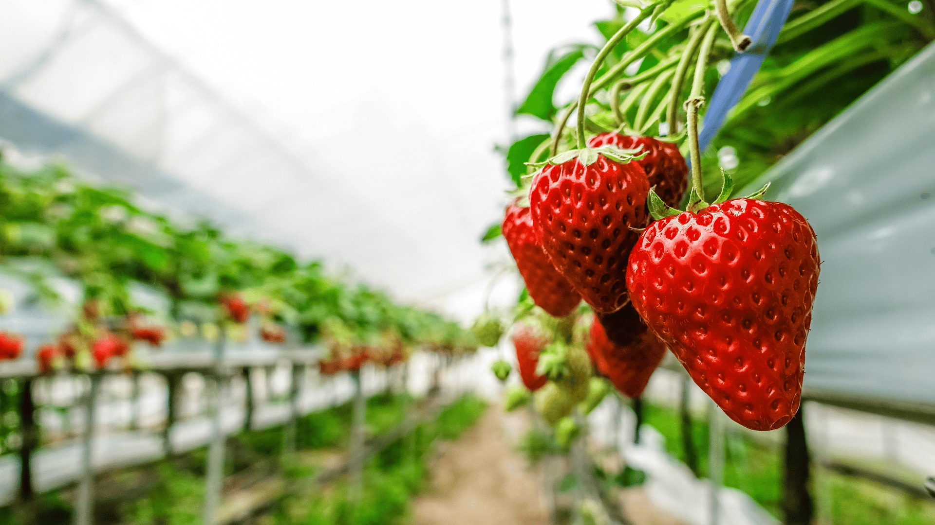 Unlock Healthier Crops and Higher Yields with Advanced Irrigation Solutions