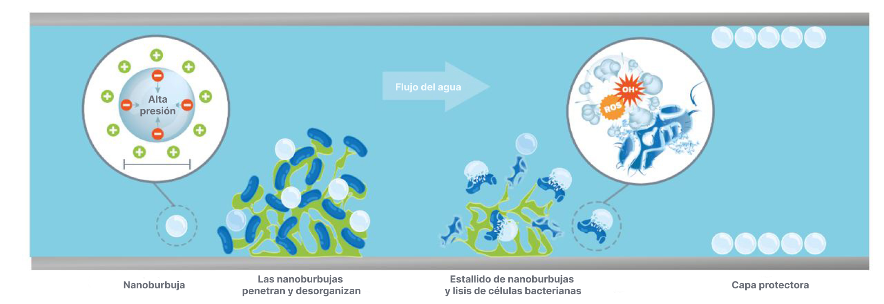 biofilm-lysis