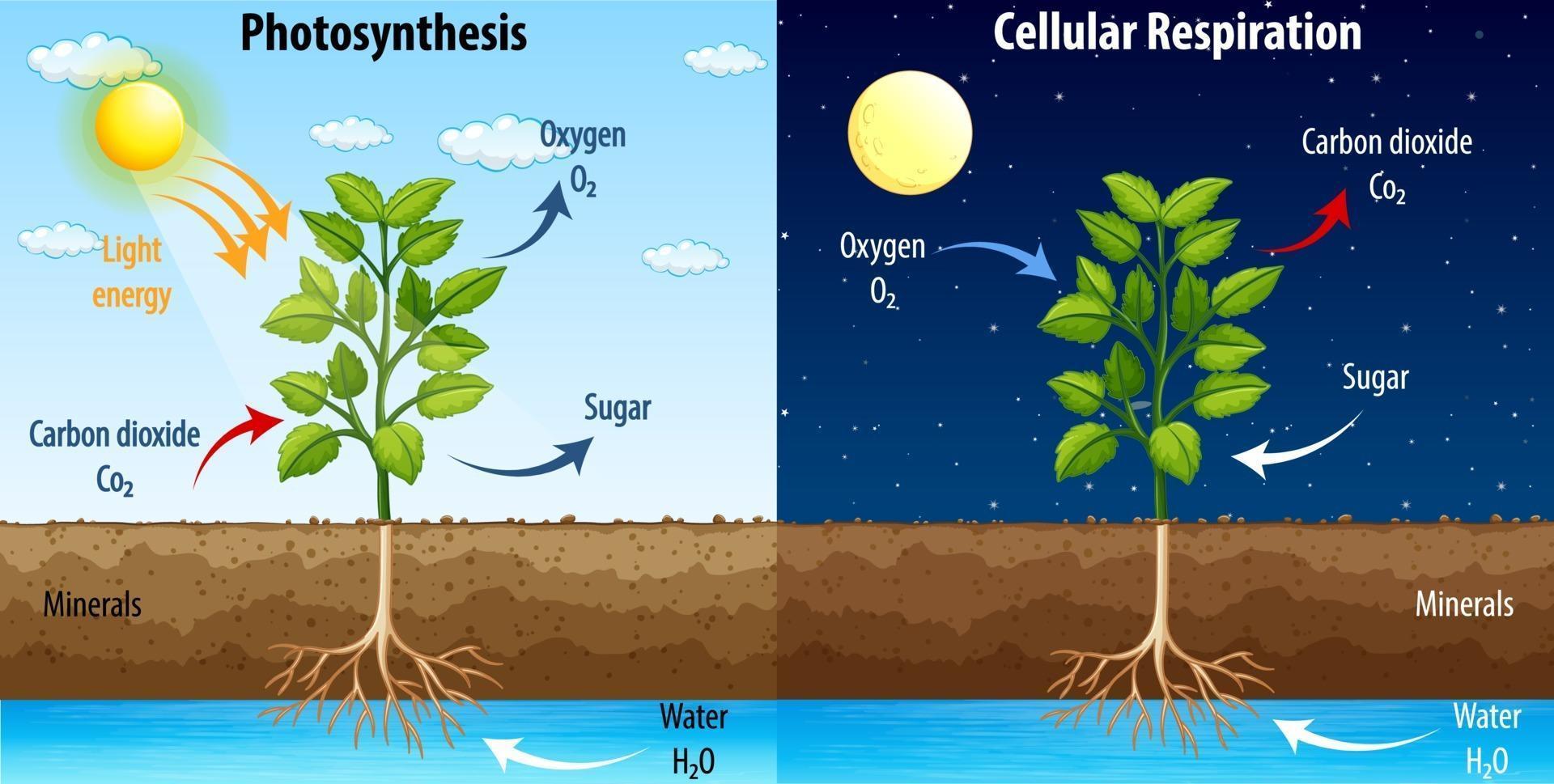 diagram-showing-process-of-photosynthesis-and-cellular-respiration-free-vector