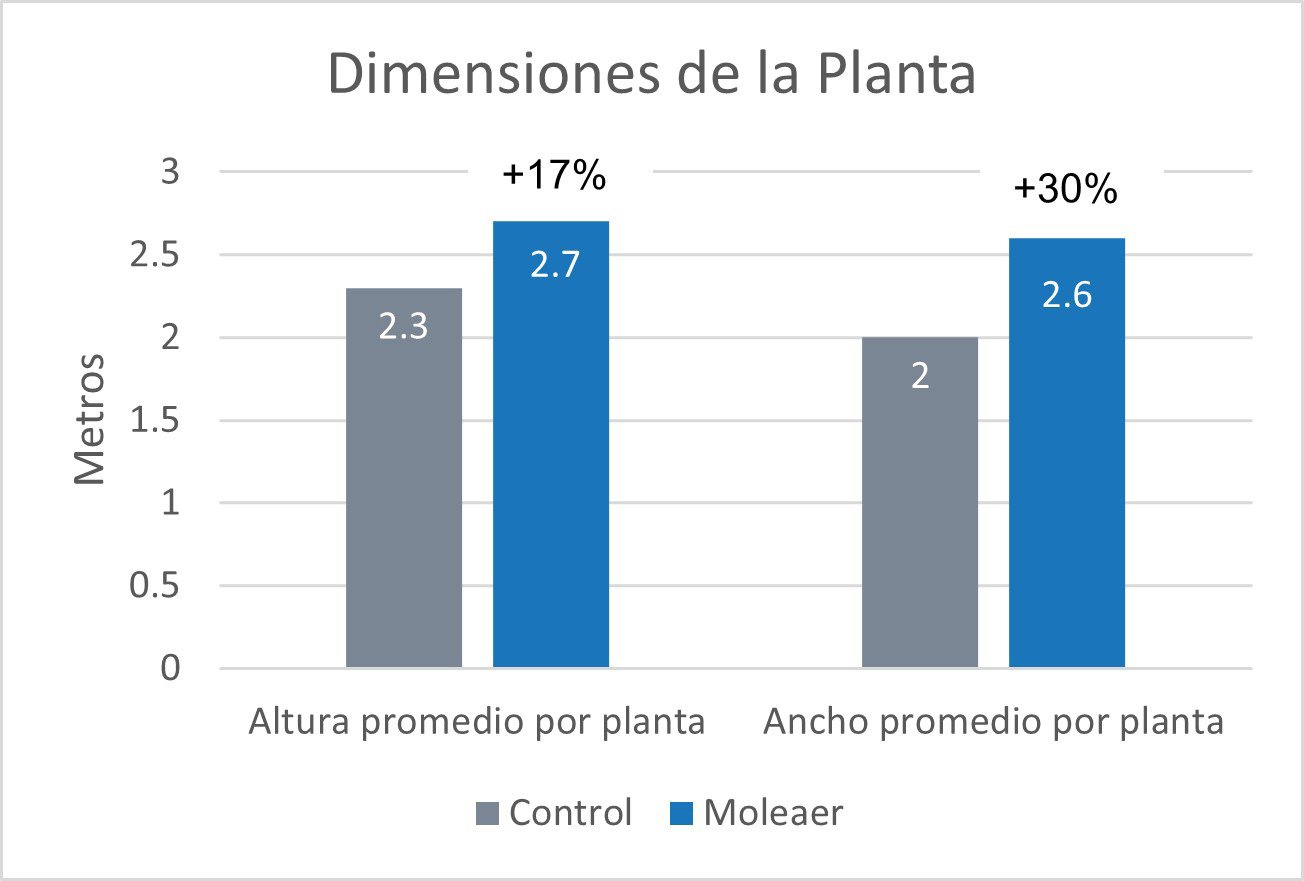 dimensiones-de-la-planta-produccion-aguacate-kapicua-chile