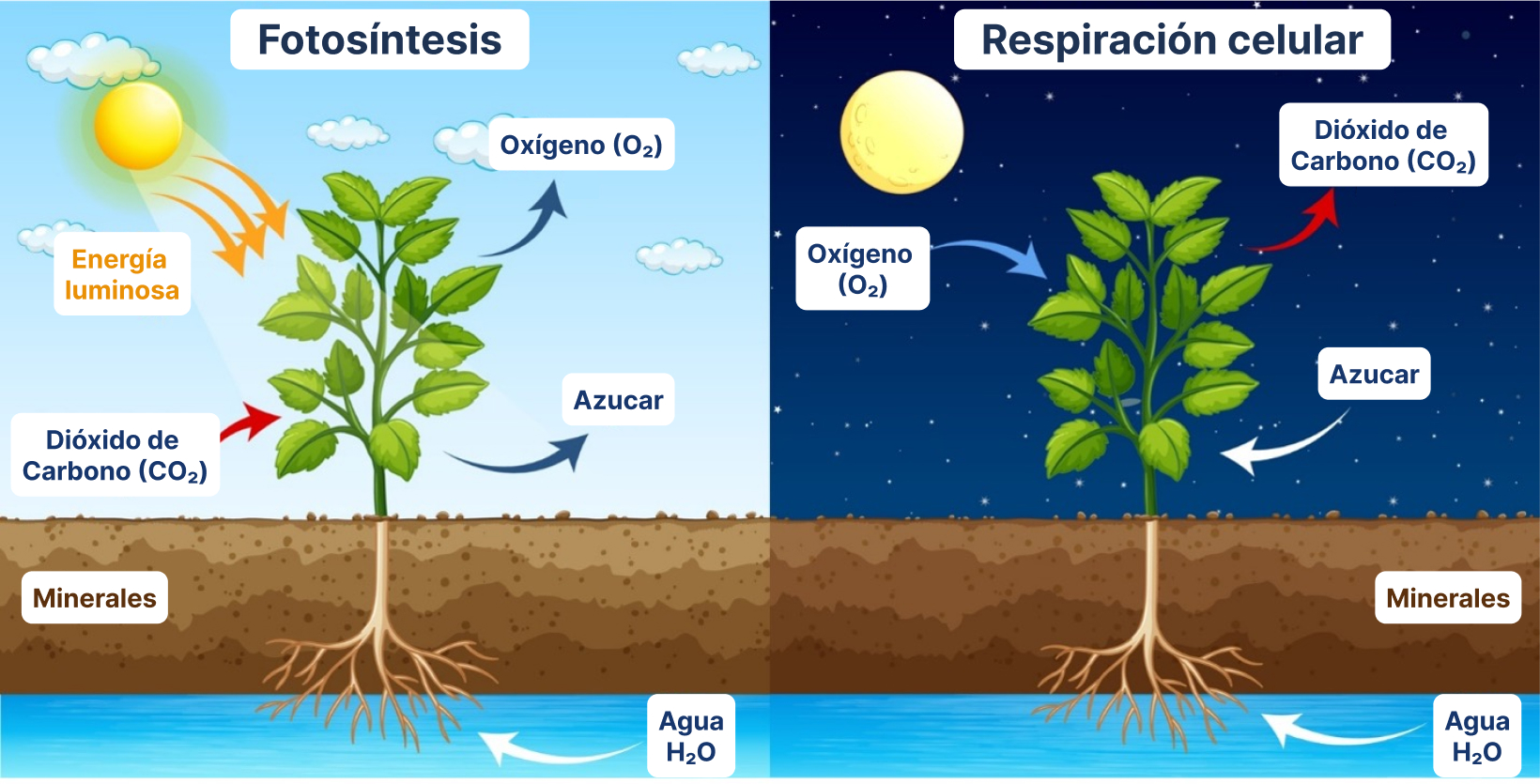 grafico-fotosintesis-moleaer