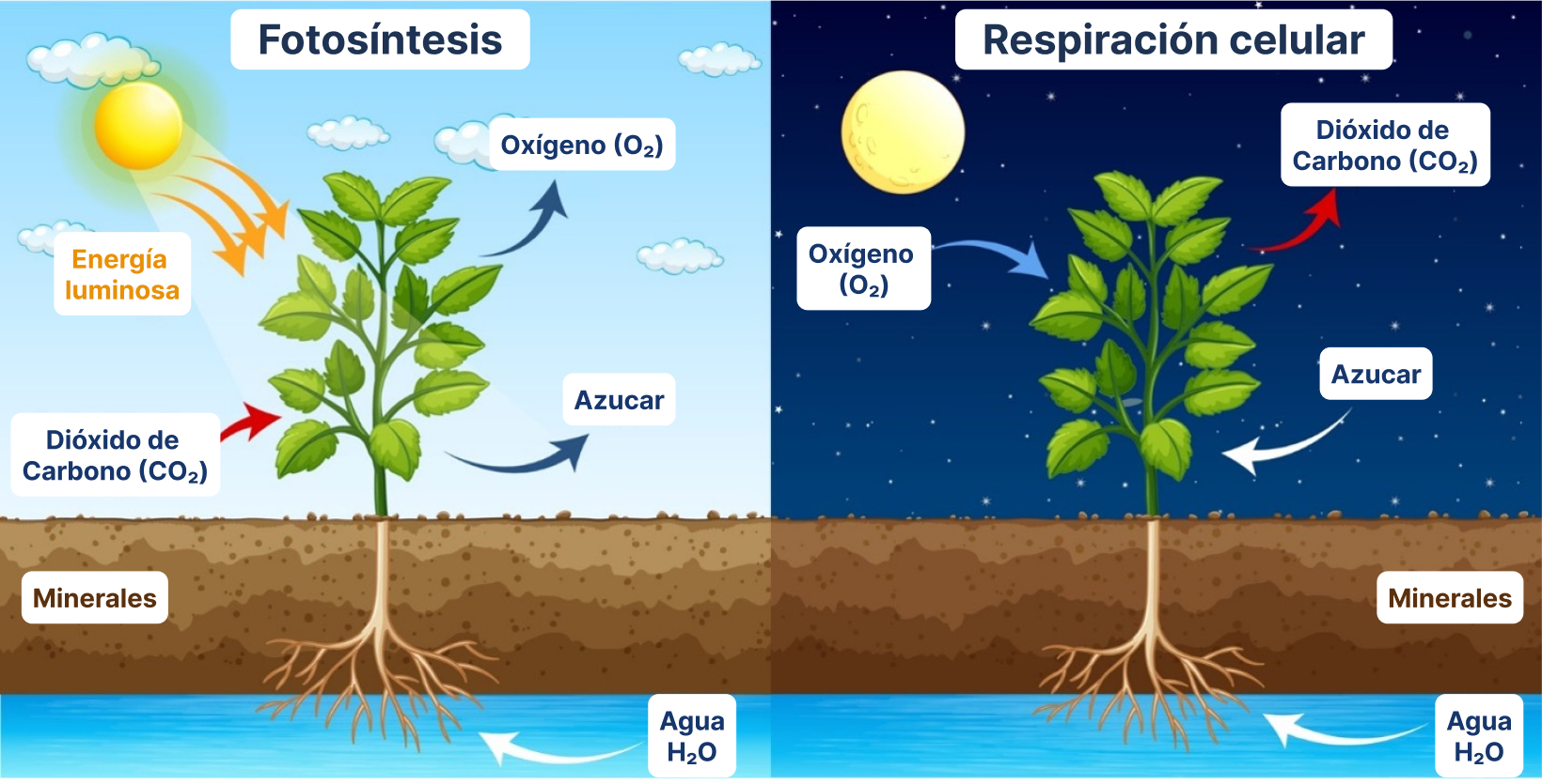 abogado máximo Barrio Respiración radicular: Por qué las plantas necesitan oxígeno para  desarrollarse
