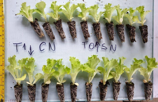 Hydroponic lettuce, a high-consumption crop for which productivity increases drive profitability and ROI. Top row – untreated. Bottom row – nanobubble treated