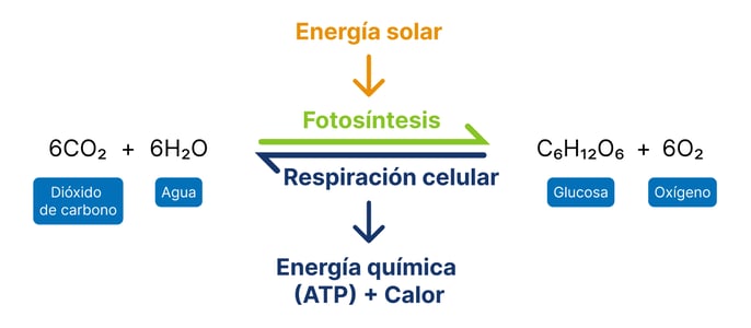 moleaer-grafico-photosintesis