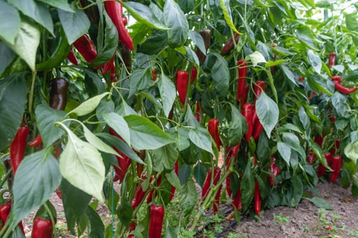 pimiento-dulce-en-invernadero-sweet-pepper