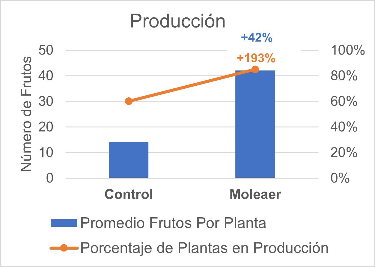 produccion-aguacate-kapicua-chile