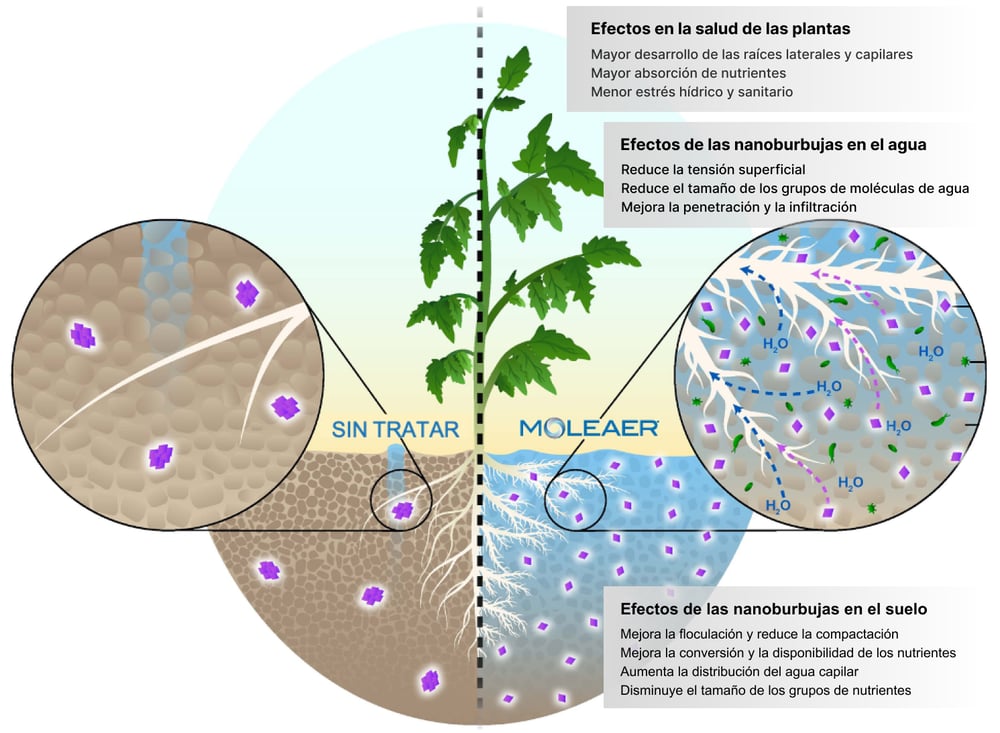 tratamiento-de-raices