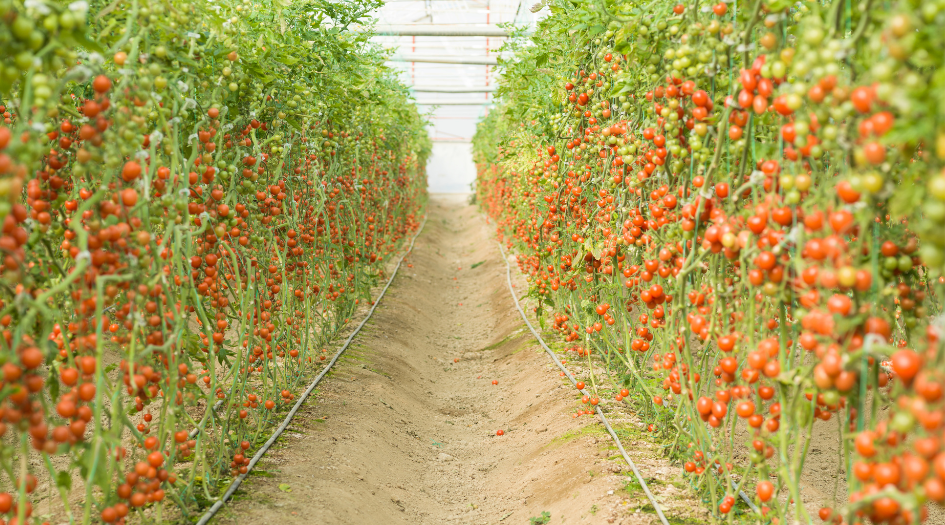 Tomates | Agrocolor