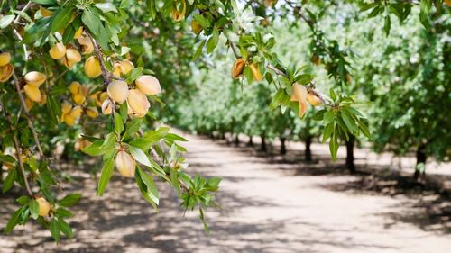 Almond orchard