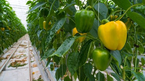 Bell Peppers Greenhouse