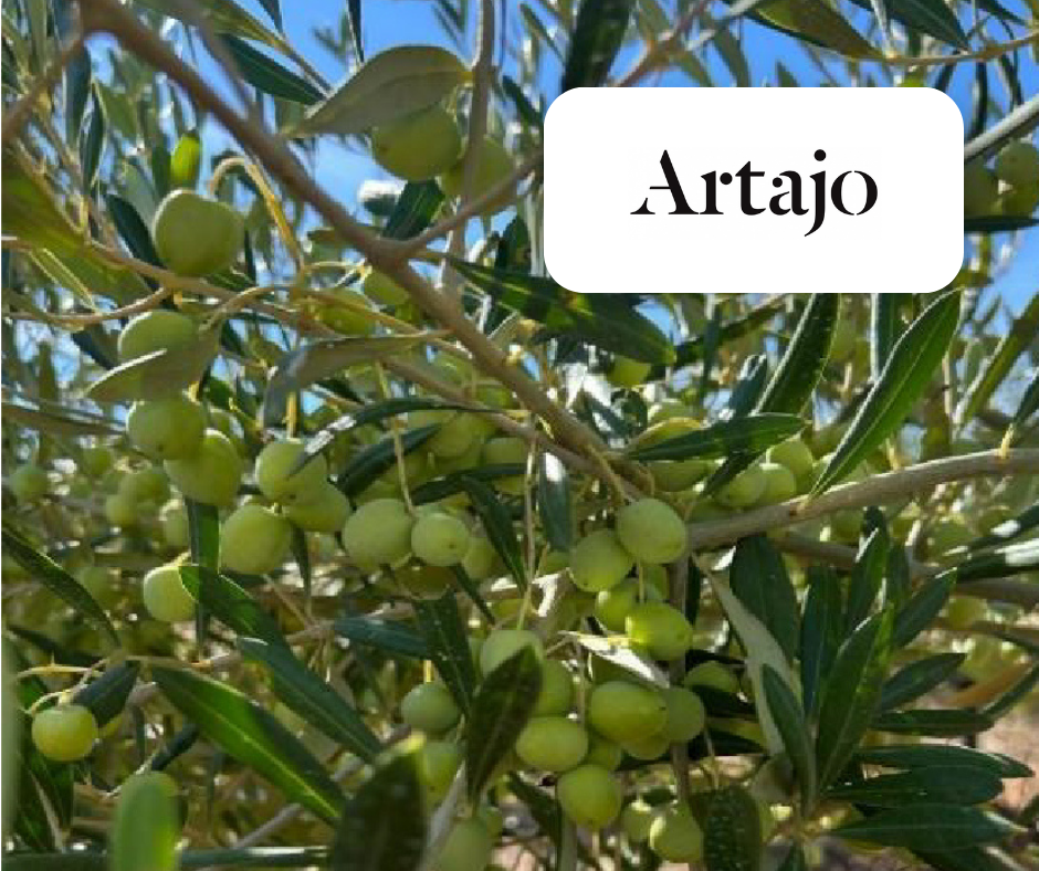 Olives | Artejo