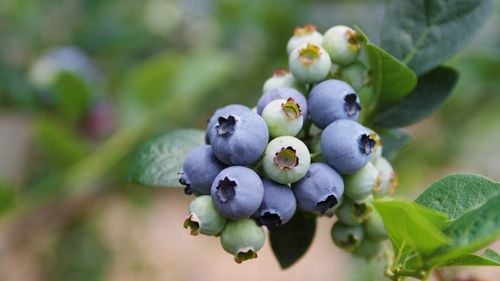 Blueberries