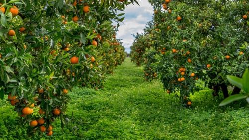 Citrus Background -1