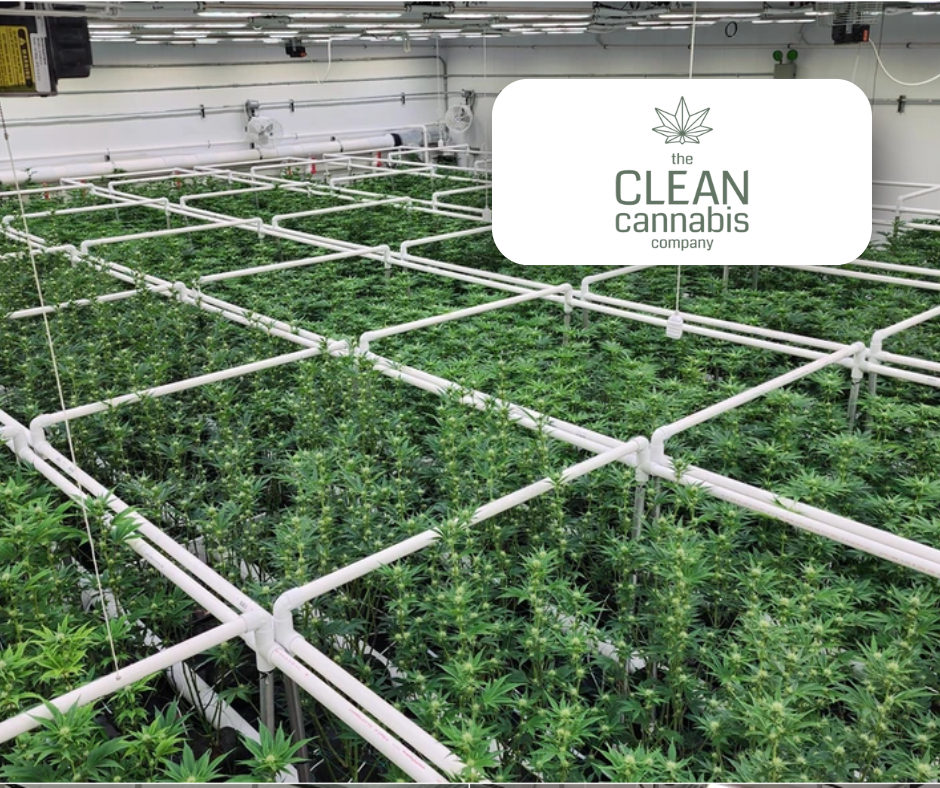 Cannabis | Clean Cannabis
