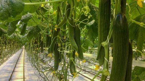 Cucumbers Greenhouse