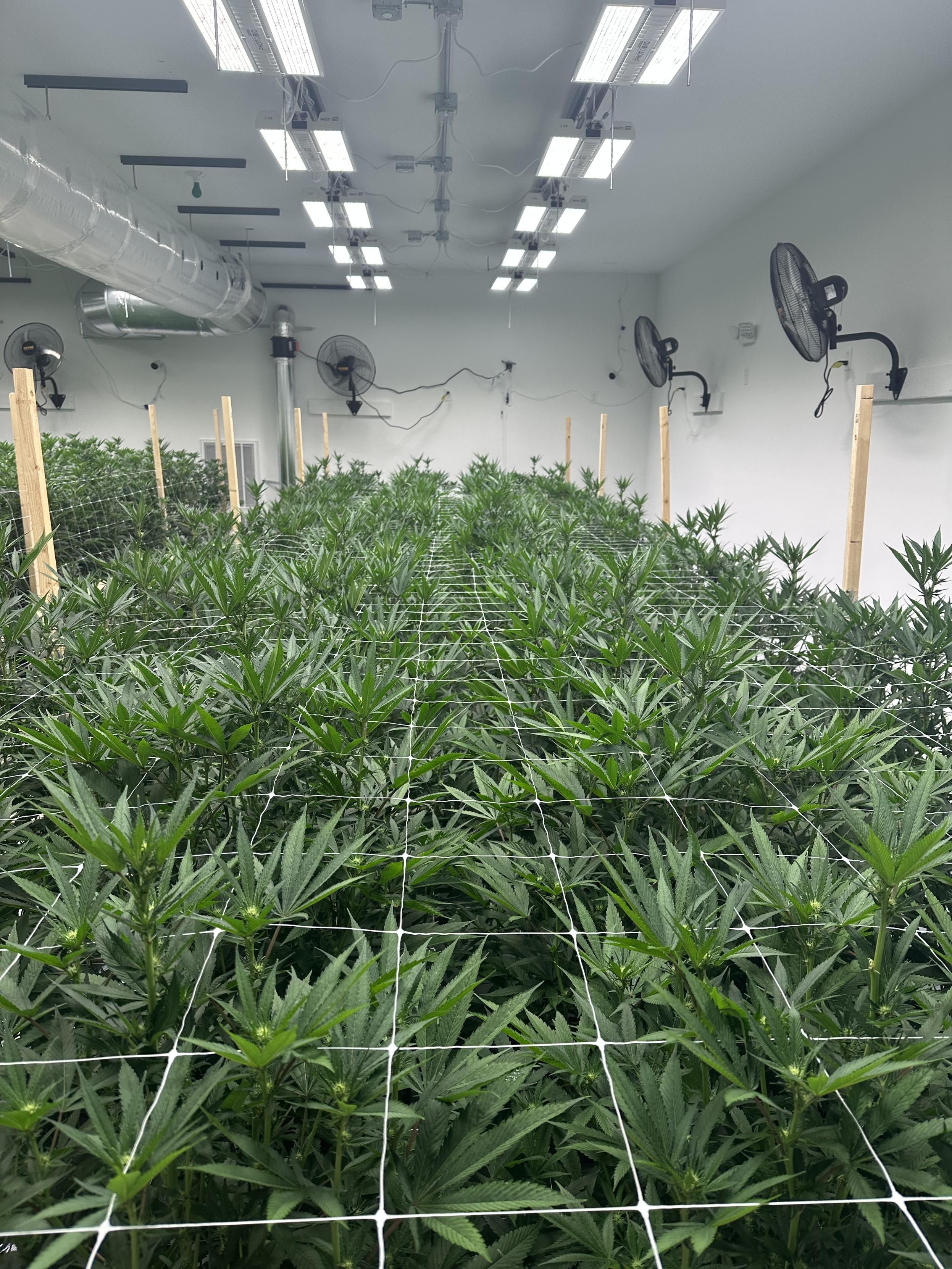 MI Flower cannabis after nanobubbles