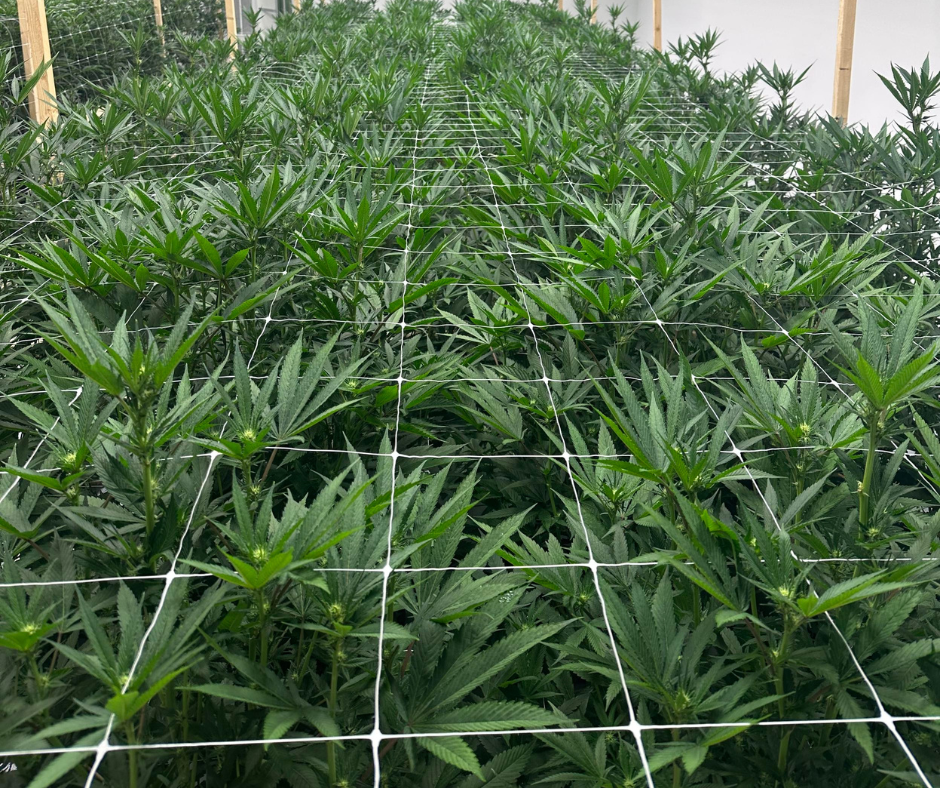 Cannabis | MI Flower