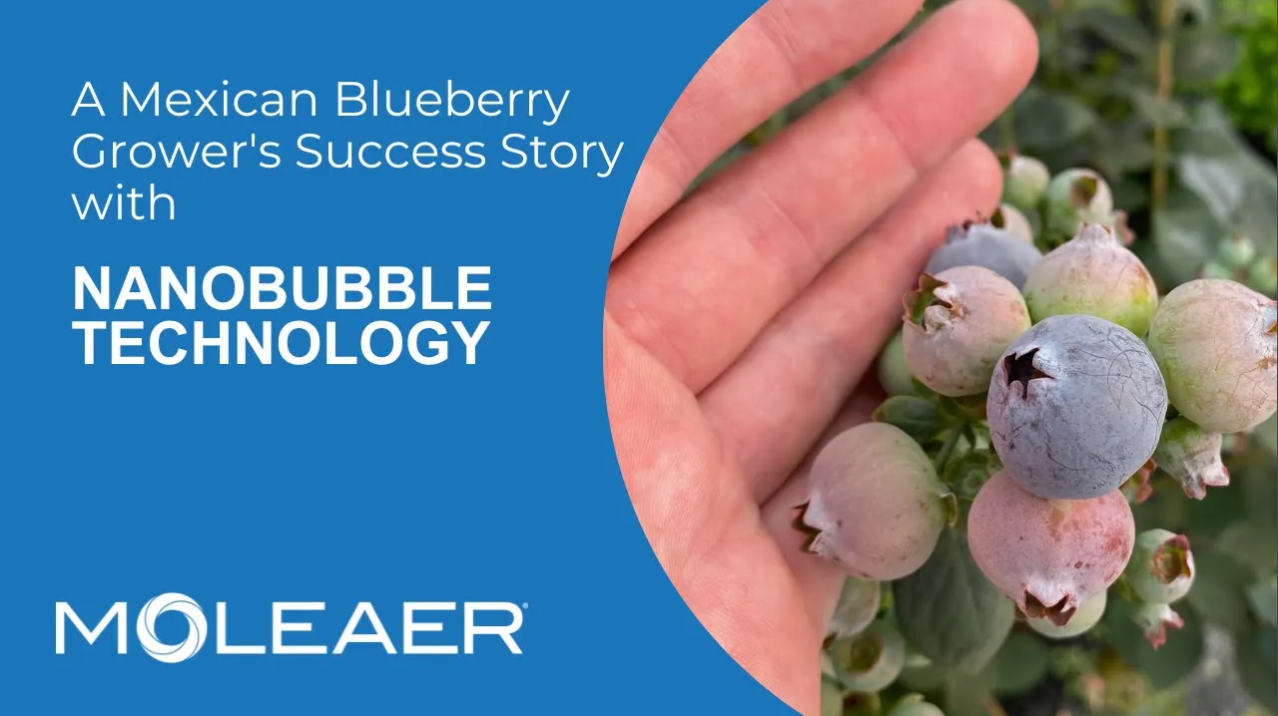 Mexico Blueberry Case Study