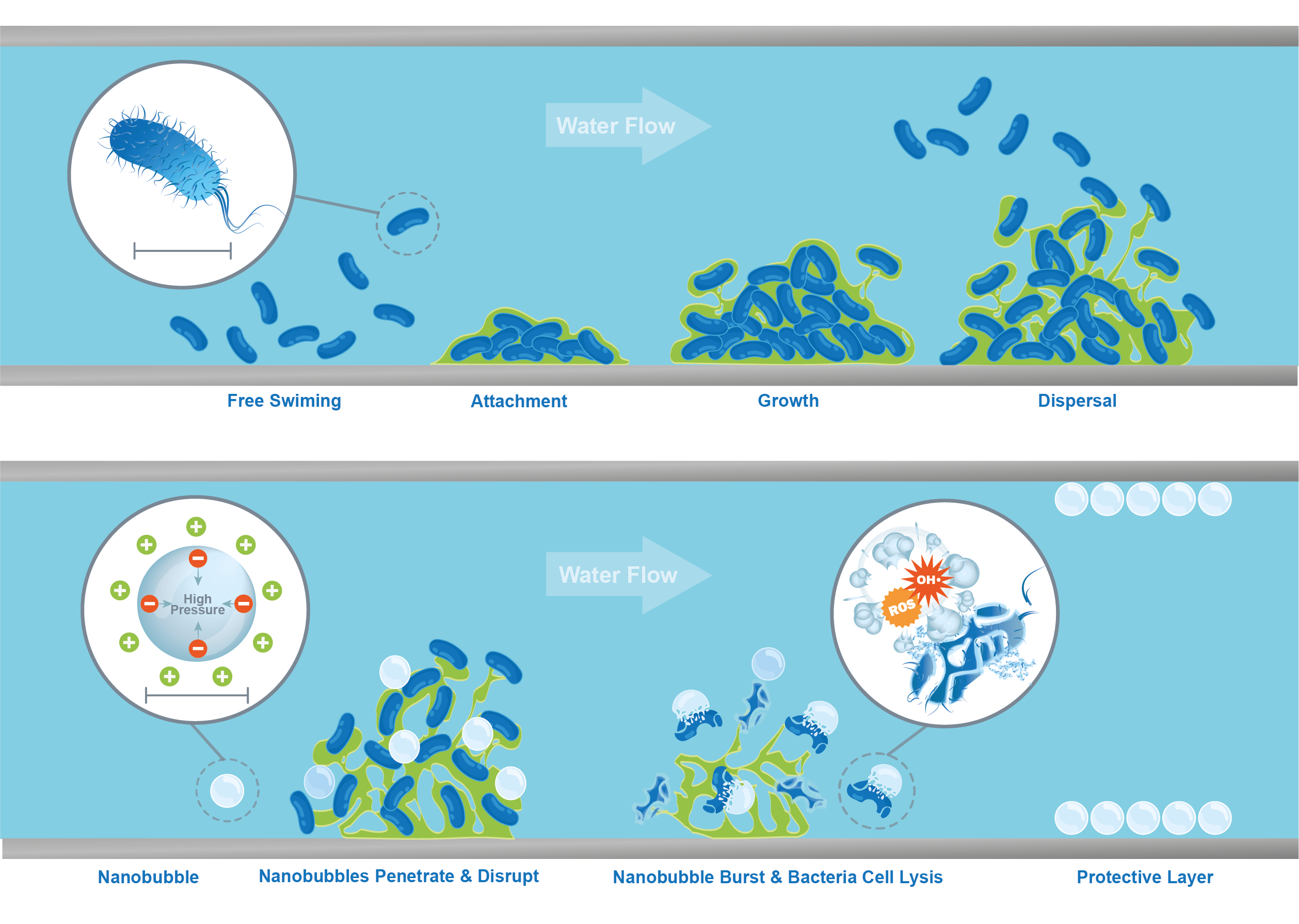Nanobubbles Biofilm Removal