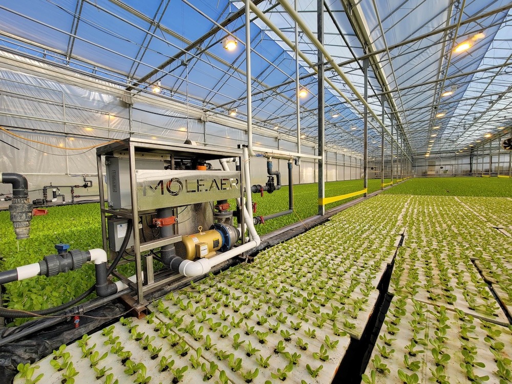 Neo in greenhouse hydroponics with nanobubbles
