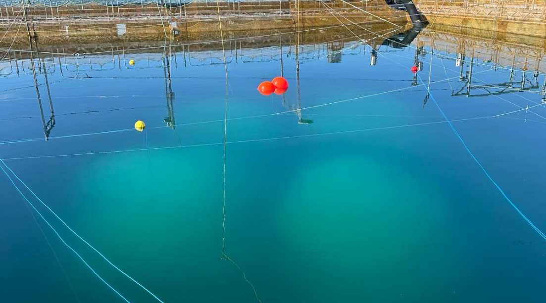 Salmar Innovanor Featured Image