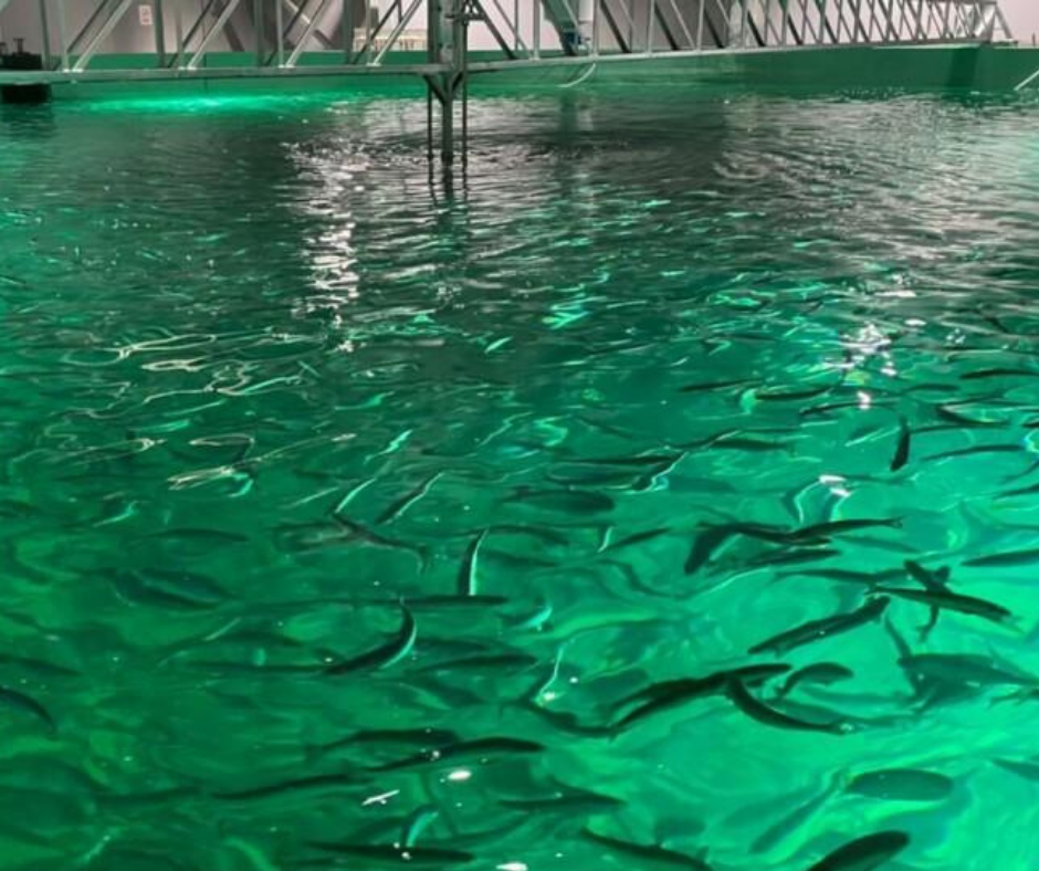 RAS Salmon Producer | Chile