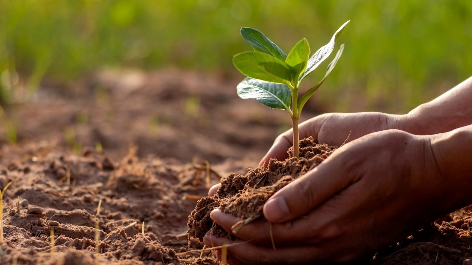 Soil stock photo-1