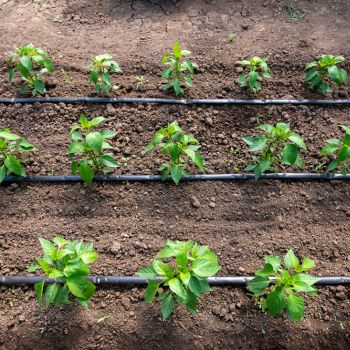 Sustainable irrigation with drip