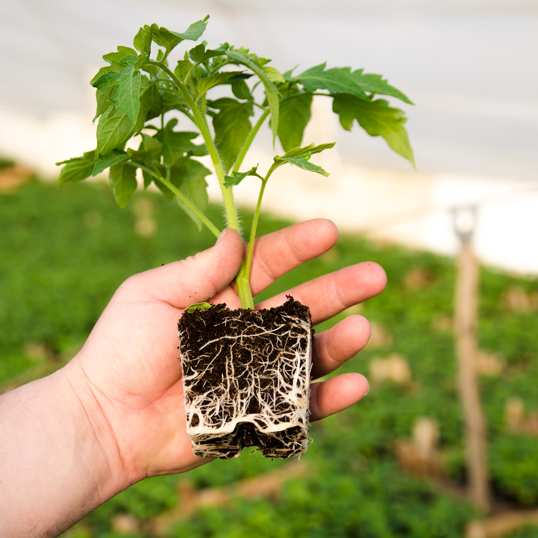 Tomato Plant Roots Soil