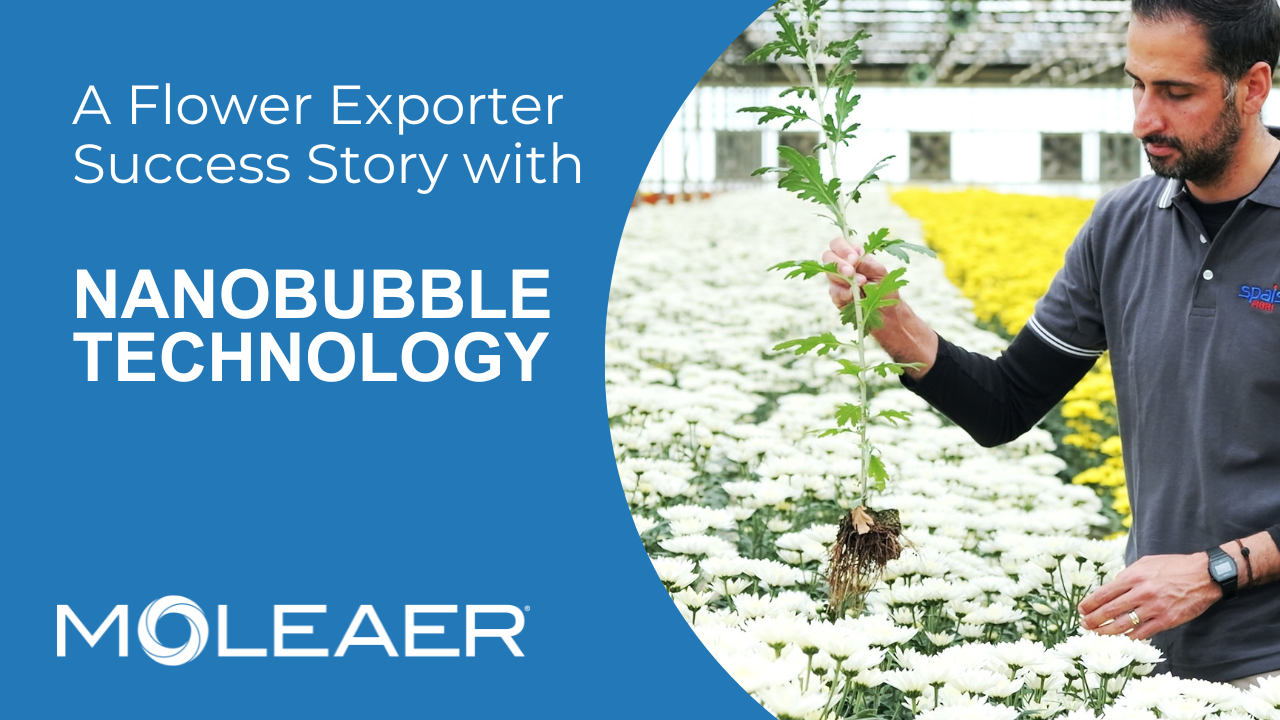 Flower exporter in Italy benefits from nanobubble technology