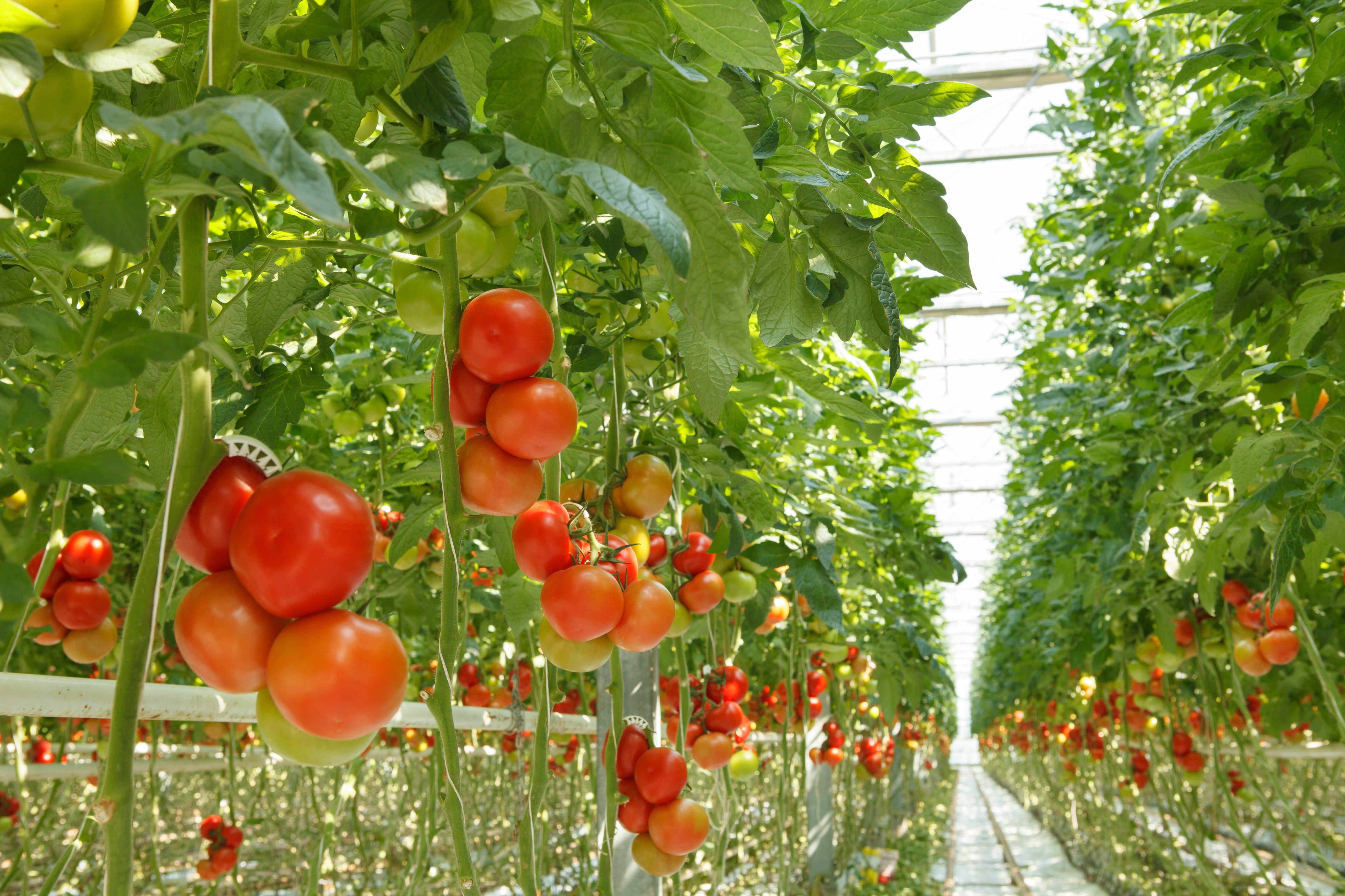 Tomates