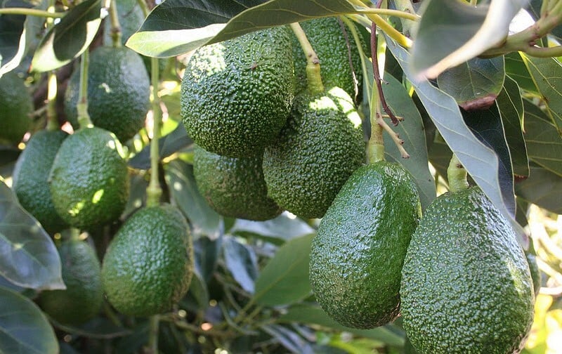 Aguacates